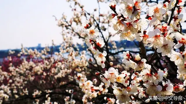 告诉你茨城县的人气绝景和真实魅力：凭啥在日本排名垫底？