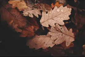 含禁药的网红减肥产品横扫市场，谁才是真正的幕后推手？图片