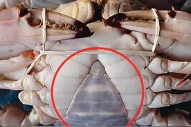 买螃蟹时，挑公蟹、母蟹还是姑娘蟹？口感差别大，学会别挑错了图片