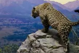 深山打猎反被豹子猎，千钧一发虎斑黑背犬舍命护主，犹如神兵天降图片