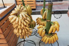 买香蕉时，挑直的还是挑弯的？看完才知道差距，以后别乱买了图片