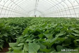 今年多了个闰四月，红薯苗什么时候种植最好？看完心里有数了图片