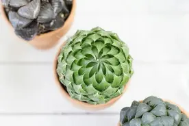 盆栽玉露养护指南，叶子干瘪如何恢复，植株徒长怎么办？图片