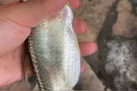 冬天野钓白条攻略，哪怕再冷它都不离不弃图片