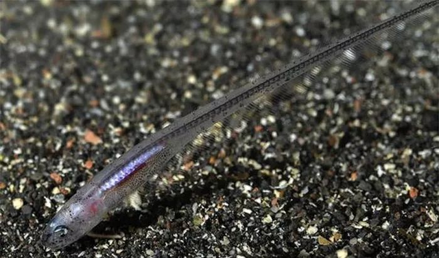 海底最奇特的共生关系，隐鱼为什么喜欢往海参的后面钻？