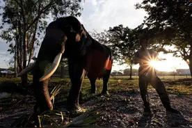 面对出走的大象，其他国家怎么做？马来西亚的经验和教训图片