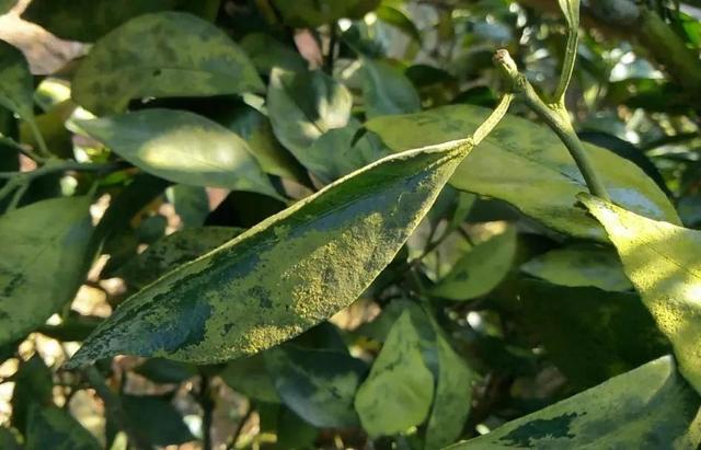 鏌戞闈掕嫈鎬绘槸鎵撲笉鎺夛紵鎺屾彙鍑犱釜灏忔妧宸э紝闈掕嫈杞绘澗鎼炲畾