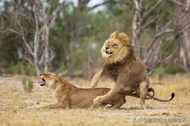 动物不同的交配制度，取决于3个因素图片