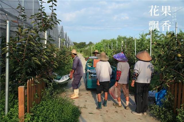 谈恋爱、听音乐、坐月子……这家果园的管理方式太奇葩