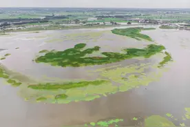 航拍哈尔滨滨江湿地图片