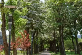 石家庄这里藏着一条林荫花路，450余株楸树高大挺拔、花繁盖冠图片