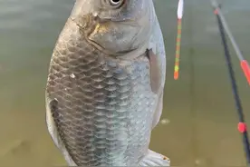在野外水域里作钓时，要把握些钓鱼技巧，空竿的几率大大减少图片