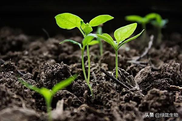 作物生长调节剂，氨基酸竟然这么重要！（一）