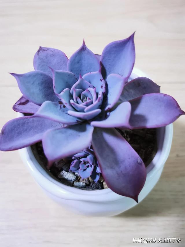 89种常见多肉植物品种图,实物拍摄,还不认识的小伙伴赶紧收藏好