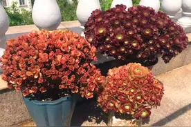 春天法师猛爆头，4件事情要早做，学会了叶子肥厚侧芽多图片