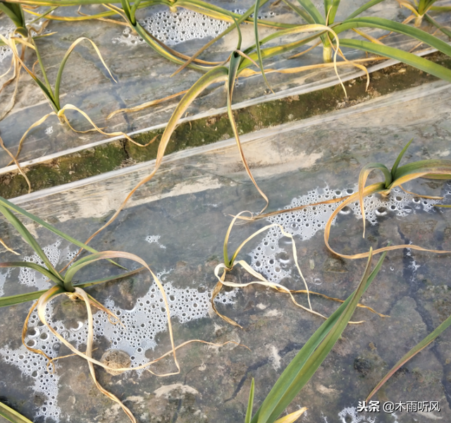 种植的大蒜烧苗怎么办？用什么办法解决？