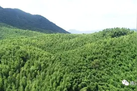 深山竹林敲开生态致富门   孵化“金蛋”催生林下经济潮图片