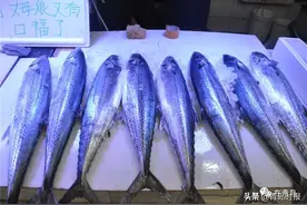 实拍团岛市场春鲅鱼又肥又新鲜，价格都给你问好了（附鲅鱼的20种吃法）图片