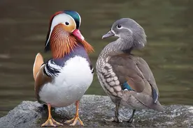 为什么只有人类有贞操观？东非狮一夫多妻，鸳鸯爱搞“一夜情”图片