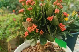 长寿花打花苞了，但是久久的就是不开放，这是怎么回事？图片