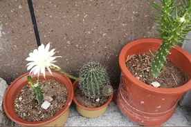 酷暑七月惊喜不期而至，多肉法师依然生机勃勃图片