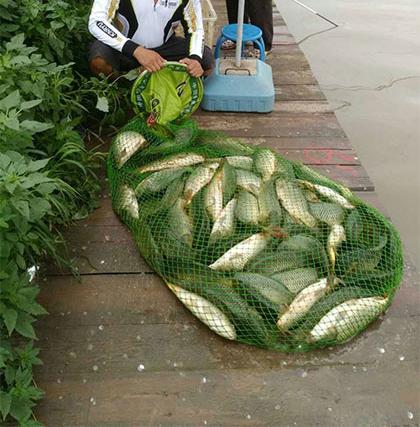 淡水鱼饲料中的这些成分，成了钓鱼人口中的特效饵料