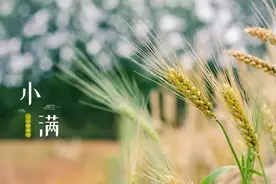 一粥一煲迎小满，养心安神度初夏图片