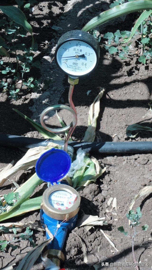 铁在玉米中的作用，如何在滴灌玉米中科学施用铁