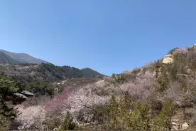 太原西山的桃花沟桃花开成啥样了？打卡太原桃花沟图片