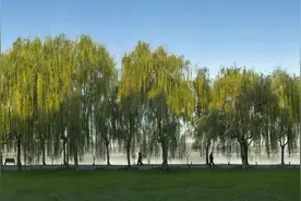 浙江省杭州市西湖名胜古迹：柳浪闻莺图片