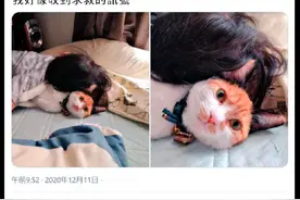 女儿和猫玩时睡着了，把它压在了身下，猫：看着干嘛，快救我啊图片