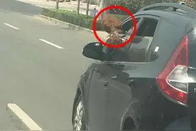 今天上午！抱狗开车的这位女士，你被拍下来了！图片