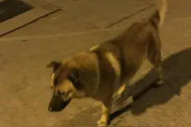 凌晨路遇流浪狗，竟陪到凌晨五点才离开，获网友们大赞图片