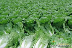 6月可以种植什么蔬菜？图片