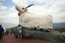 丽江玉龙雪山，遇到一只牦牛为小牛犊哺乳，好温馨图片