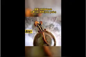 “金麒麟”现身双柏：正是在下图片
