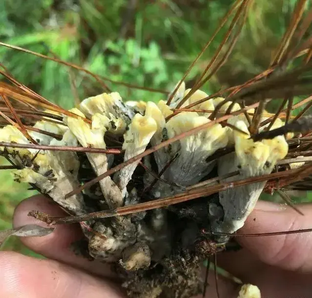 云南10种野生菌，你最喜欢吃哪几个？