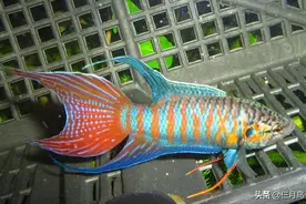 皮实耐操的冷水观赏鱼，鱼友们再不会嘲笑你不会养鱼了图片