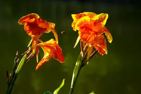 梧桐夜雨美人蕉，十首有关美人蕉的诗词，遇见美丽绽放的美人蕉图片
