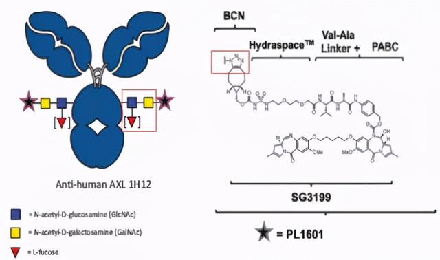 多项授权合作，Synaffix公司ADC专利技术解析