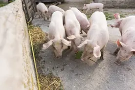 出现这4种情况，非洲猪瘟的可能性就很大，养猪人应该注意图片