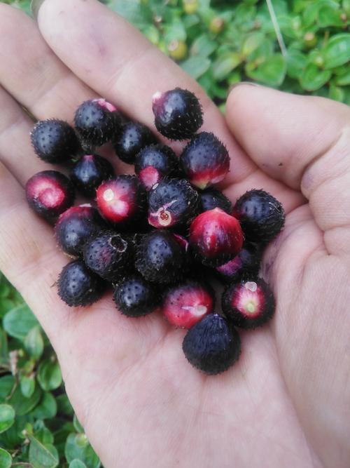 南方农村常见的地菍有什么利用价值