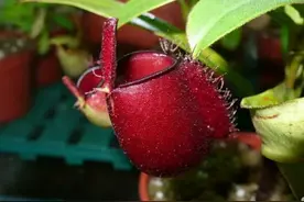 奇花世界变形记：梦想修炼成水果的瓶子花，黑苹果白苹果可以吃吗图片