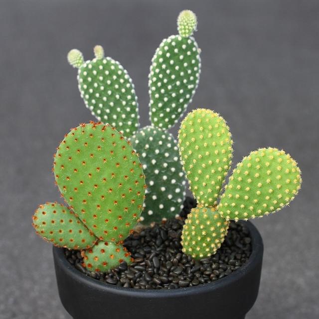 9种超萌超可爱的桌面小盆栽,治愈又减压,好看又好养