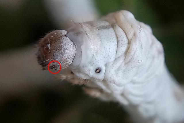 蚕有眼睛吗 蚕有眼睛吗?_品学知识网