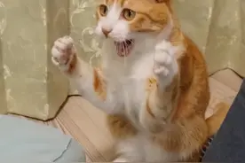 猫咪打拳，伤害性不大，侮辱性极强图片