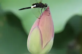 蜓蜓玉立话蜻蜓图片