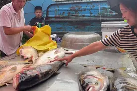 小浪底调沙，山东黄河边黄河鲤成白菜价？不过许多是无头鱼图片