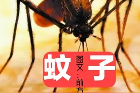 蚊子咬醒了我图片