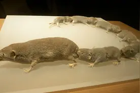 为什么《疯狂动物城》的黑帮老大不是北极熊，而是小小的鼩鼱？图片